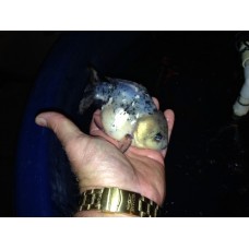 5 inch Calico Oranda. 5 inch plus. You are buying one!  SOLD